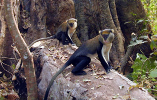 Tafi Monkey Sanctuary